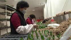 VOICED: Taiwan's orchid business blossoms News Clip