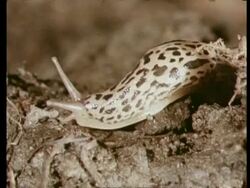 CU Slug moving across dirt Stock Footage