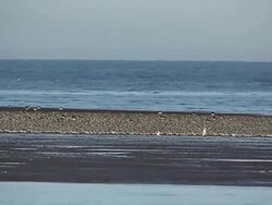The Snettisham Spectacular As High Tides Cause Thousands Of Birds To Take Flight Stock Footage