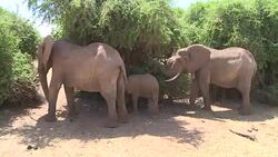 VOICED : Kenyas canine cops sniff out illegal ivory News Clip