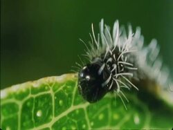 CU Caterpillars crawling on side of leaf, Botswana, Africa Stock Footage
