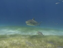 Tiger shark swimming to camera over sea grass Stock Footage