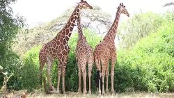 Reticulated Giraffe Stock Footage