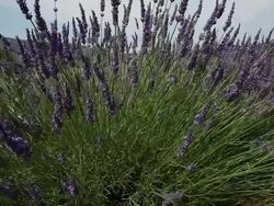 Lavender (Lavandula angustifolia) bunch close up, Ardeche, France Stock Footage