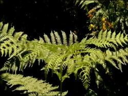 Bracken plant, Parque Natural Los Alcornocales (Cadiz y Malaga), Andalucia, Spain Stock Footage