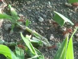 Red ants cutting leafs Stock Footage