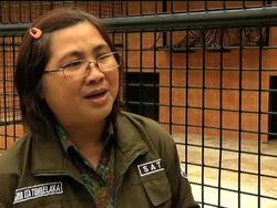 Tiger cubs born in captivity News Clip