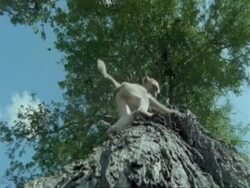 MS low angle view of young Baboon climbing down tree, Tanzania Stock Footage