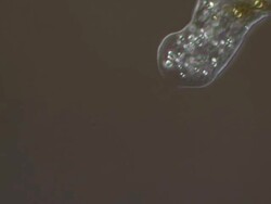 ECU T/L Shot of Amoeba is unicellular organism with constantly changing shape with moving forwards by sending out pseudopods which help it to crawl along surface and Diatoms are also moving / Newcastle Emlyn, Ceredigion, United Kingdom Stock Footage