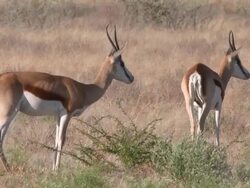 MS Shot of Springbok foal feeding from mother   / Central Kalahari Game Reserve, Botswana Stock Footage