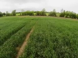 spraying crops from a small airplane Stock Footage