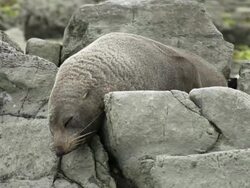 Sea Lion Stock Footage