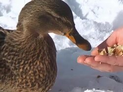 feeding duck from hand Stock Footage