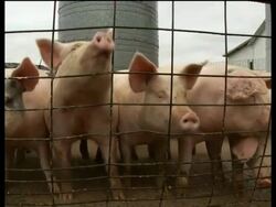 AP report from two pig farms about attitudes and fears regarding swine flu Instructional Video