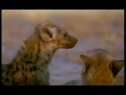 CU Family of Spotted Hyenas (Crocuta crocuta) resting in shade, Botswana Stock Footage