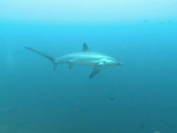 Pelagic Thresher Shark (Alopias pelagicus) swimming through cleaning station, Monad Shoa, Malapascua, The Philippines Stock Footage