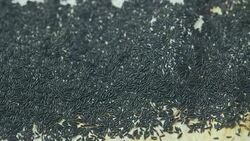 Culicine Mosquito Egg Stock Footage