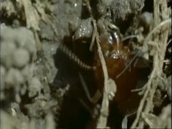 BCU Termites build wall of nest with mud and straw, Mana Pools, Zimbabwe Stock Footage