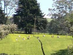 MS Worker plucking tea leaves on plantation AUDIO AUDIO / Limuru, Central, Kenya   Stock Footage