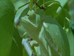 CU Flapnecked Chameleon, Chamaeleo dilepis, side view, Botswana, Africa Stock Footage