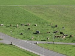 WS TL Cattle on pasture / Bavaria, Germany Stock Footage