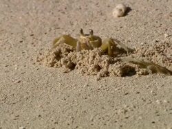 MS PAN Shot of crab on beach digging small hole which another crab then comes out of / Bridgetown, Saint Michael, Barbados Stock Footage