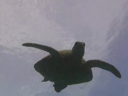 Green Turtle Diving Stock Footage