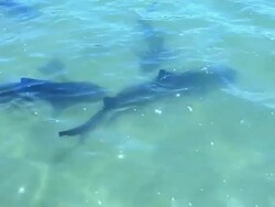 Leopard Sharks - HD Video Stock Footage