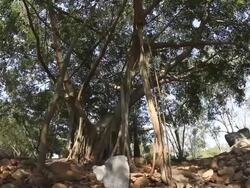 banyan tree Stock Footage