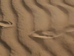 footprints in the desert Stock Footage