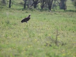 Vulture On Ground Preening, Flies Away Stock Footage