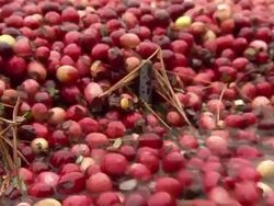 Harvested cranberries on conveyor belt News Clip