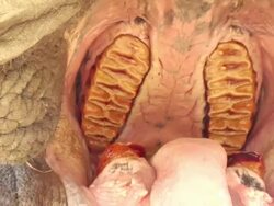 CU Shot of inside of mouth of large African elephant / ghanzi district, ghanzi district, botswana Stock Footage