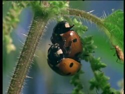 CU Ladybird beetles mating Stock Footage
