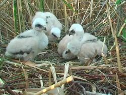 Four Marsh Harrier Chicks Stock Footage