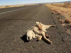 Road Kill Stock Footage