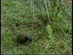 Dung beetle rolling ball up hill, South India Stock Footage