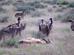 Jackals Feeding on a Springbok Stock Footage