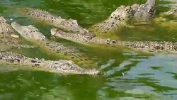 Crocodiles Stock Footage