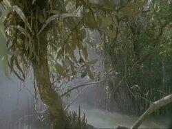 POV boat moving slowly through misty mangrove swamp, Sunderbans, India Stock Footage