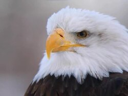american eagle close-up Stock Footage
