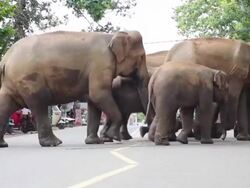 Elephants crossing the road. Stock Footage