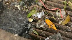 Dirty water Stock Footage