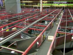 MS Parcels are sorted on conveyor belt in FedEx Depot / Memphis, Tennessee, United States Stock Footage