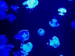 Jelly fish Stock Footage