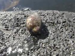 Hermit crab Stock Footage