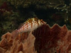 Pygmy hawkfish (Cirrhitichthys falco) perching on a barrel sponge, watching out for predators and prey. Filmed in Papua New Guinea Stock Footage