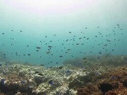Colorful reef fish underwater Stock Footage