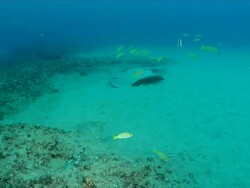 WS Shot of Honeycomb stingray lying on sea floor with butterfly fish cleaning it and a school of snappers swimming / Matola, Maputo, Mozambique Stock Footage