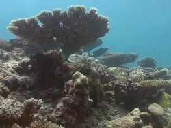 Hard Coral Stock Footage